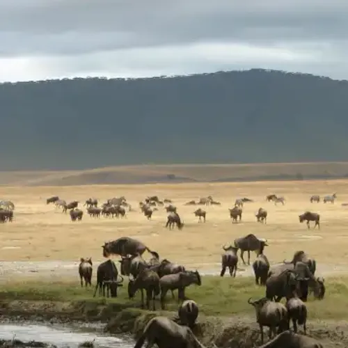 Tanzania safari itinerary Tarangire, North Serengeti, Central Serengeti & Ngorongoro — Serengeti, Ngorongoro & bush camps with Ascend Tanzania